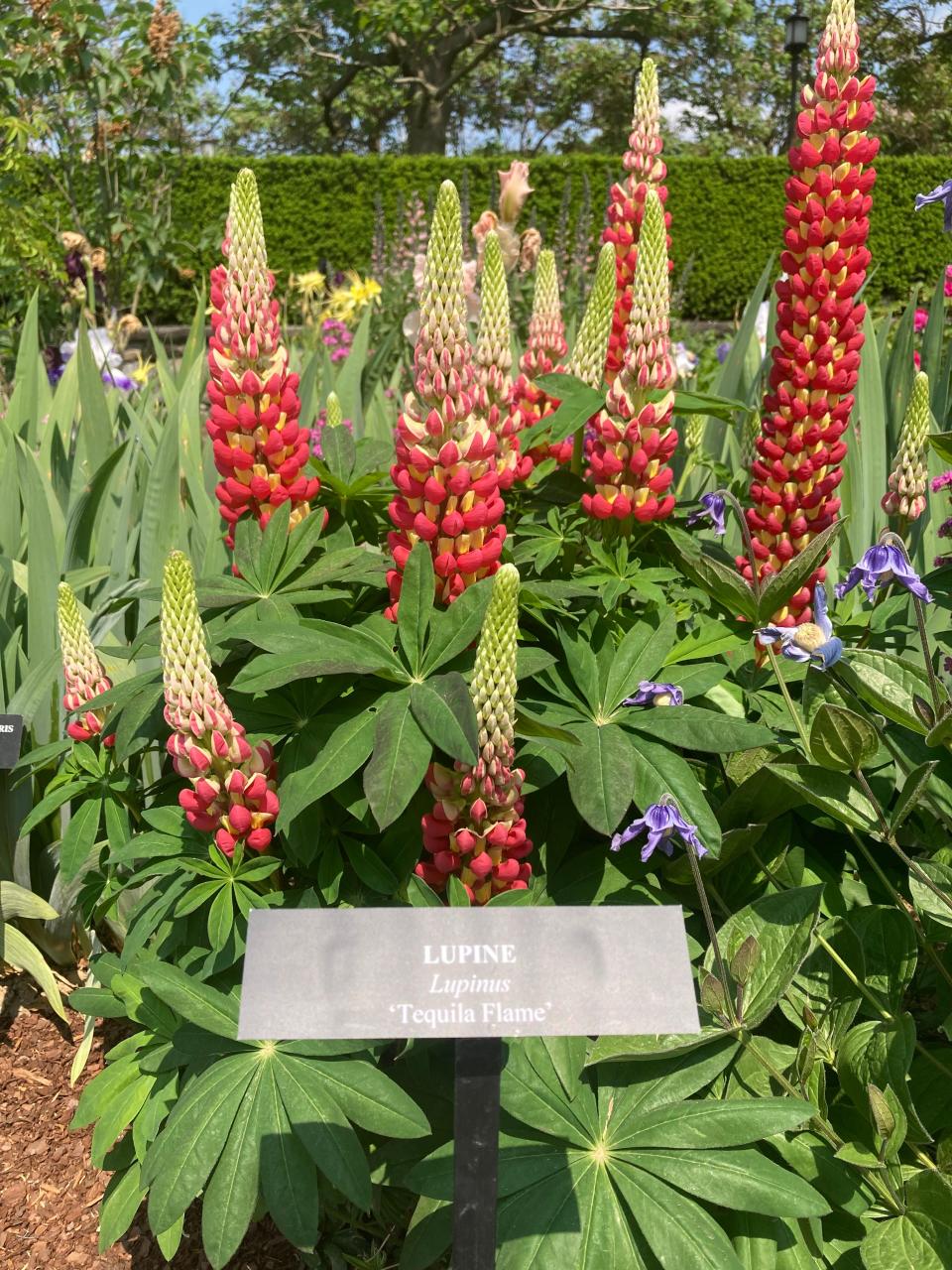 Lupine blooming amid the Rose Garden at Longwood Gardens.