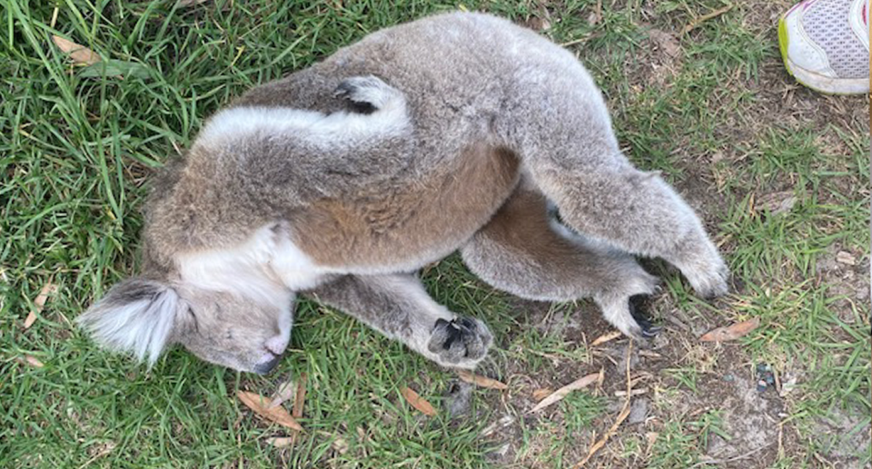 A male koala dead on the ground. 