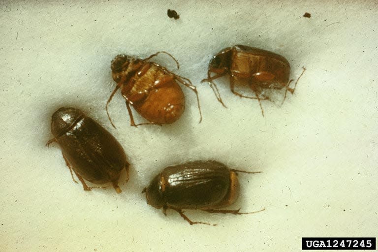 June bugs, pictured here, gather in groups on front porches and back patios sometimes in hoards. Attracted to lights, the bugs gather overnight and typically die the next day, making room for the next round of little beetles.