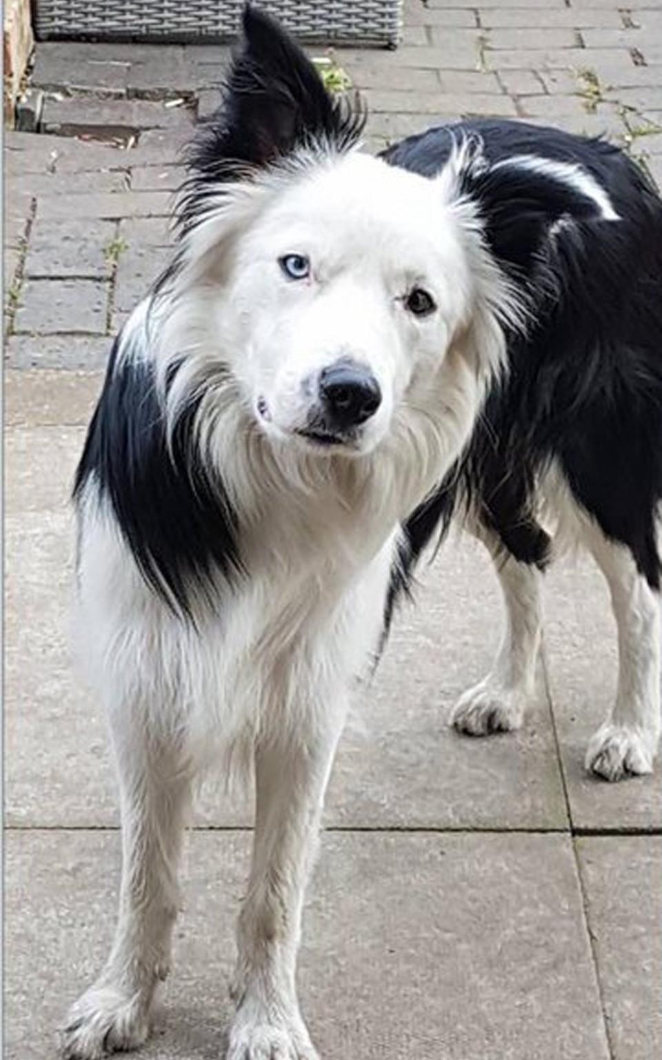 Blakethe missing sheepdog has been found - Credit: Newark and Sherwood District Council/PA