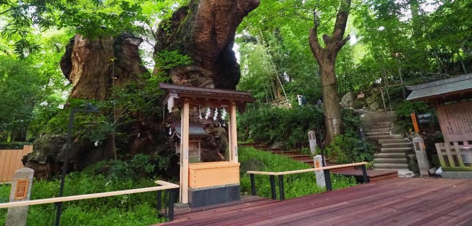 來宮神社內有一顆千年巨樹，是指定天然紀念物。（翻攝自來宮神社官網）