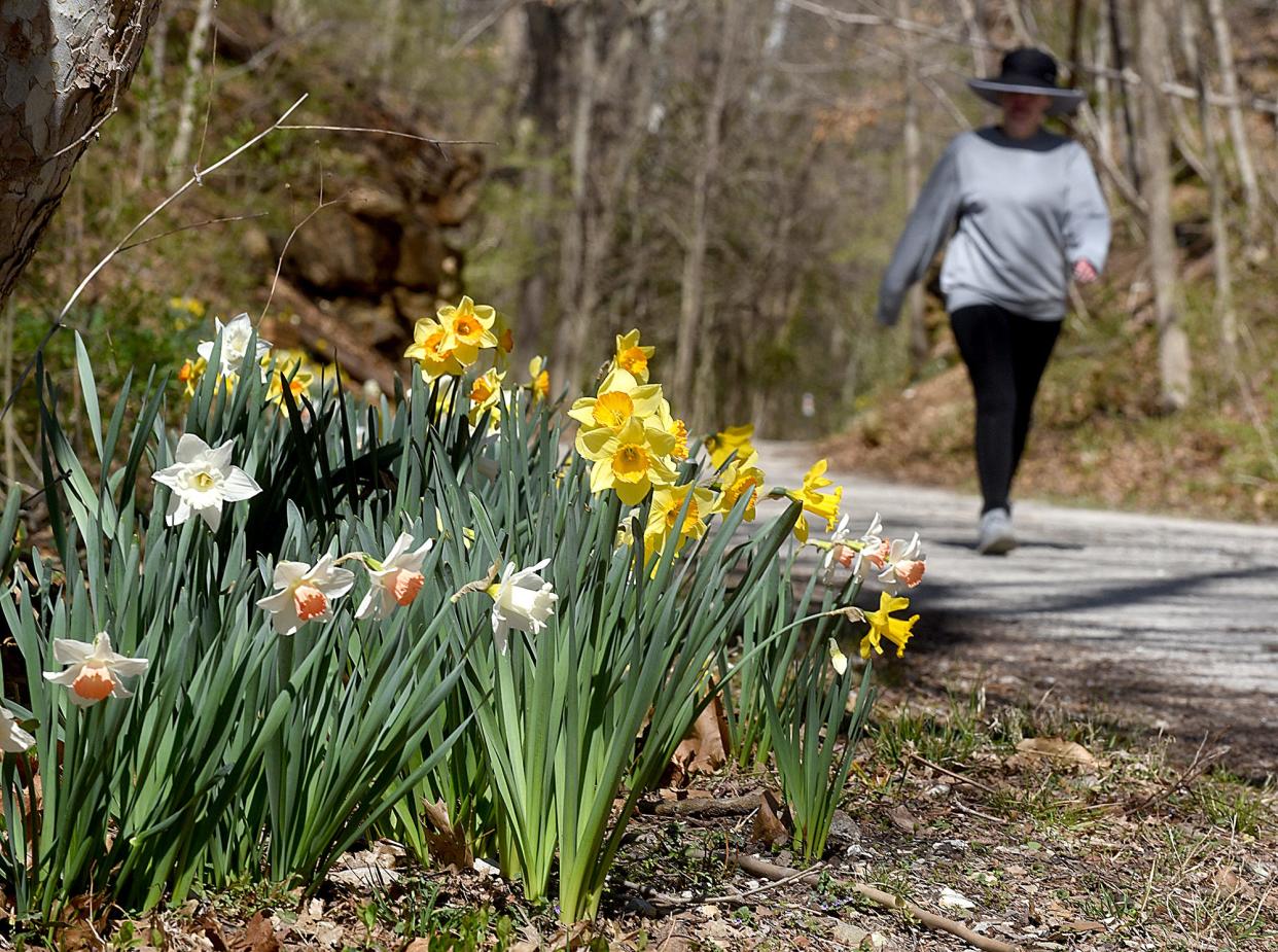 A woman walks along the MKT Nature and Fitness Trail among yellow and white daffodils in spring 2021.