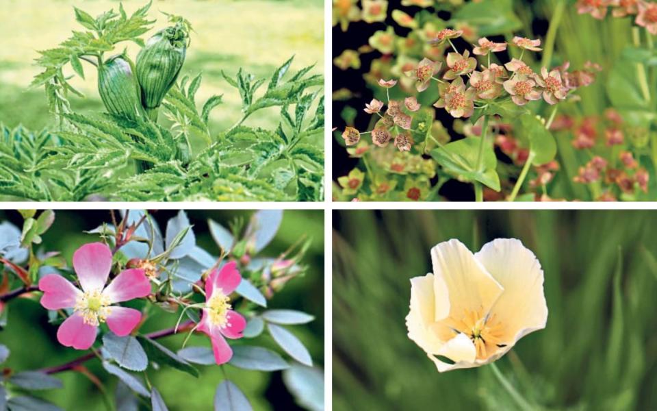 From top left, clockwise, to bottom left: dahurian angelica, bupleurum, Californian poppy and redleaf rose - Clara Molden 