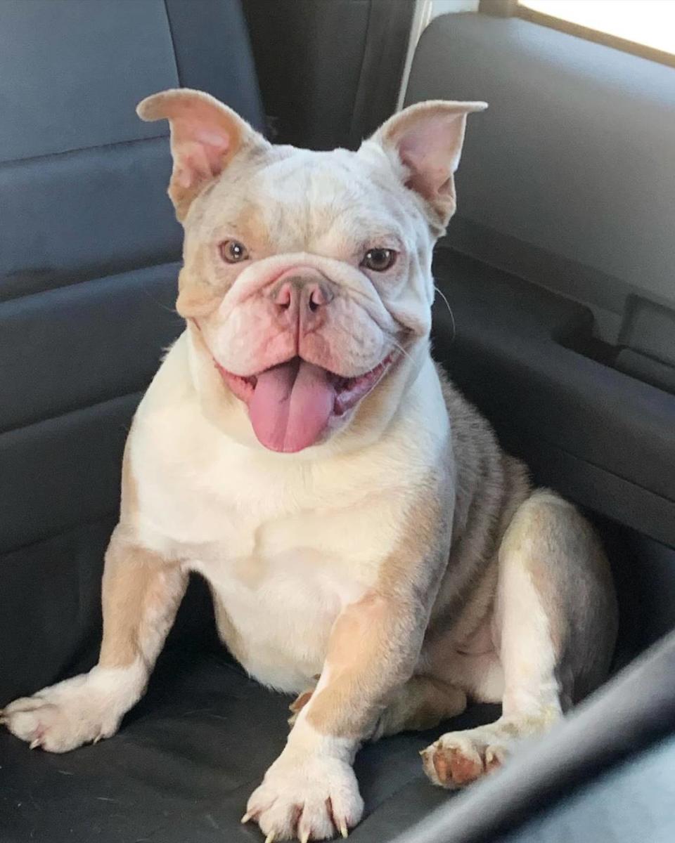 One among the roughly 150 dogs that authorities removed last week from a suspected puppy mill in a west Modesto duplex. The dogs are being cared for in several undisclosed locations.