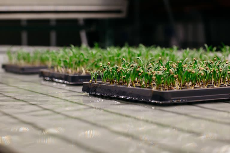 Bowery, la mayor empresa de granjas verticales de Estados Unidos, cultiva verduras hidropónicas que han llamado la atención de los chefs