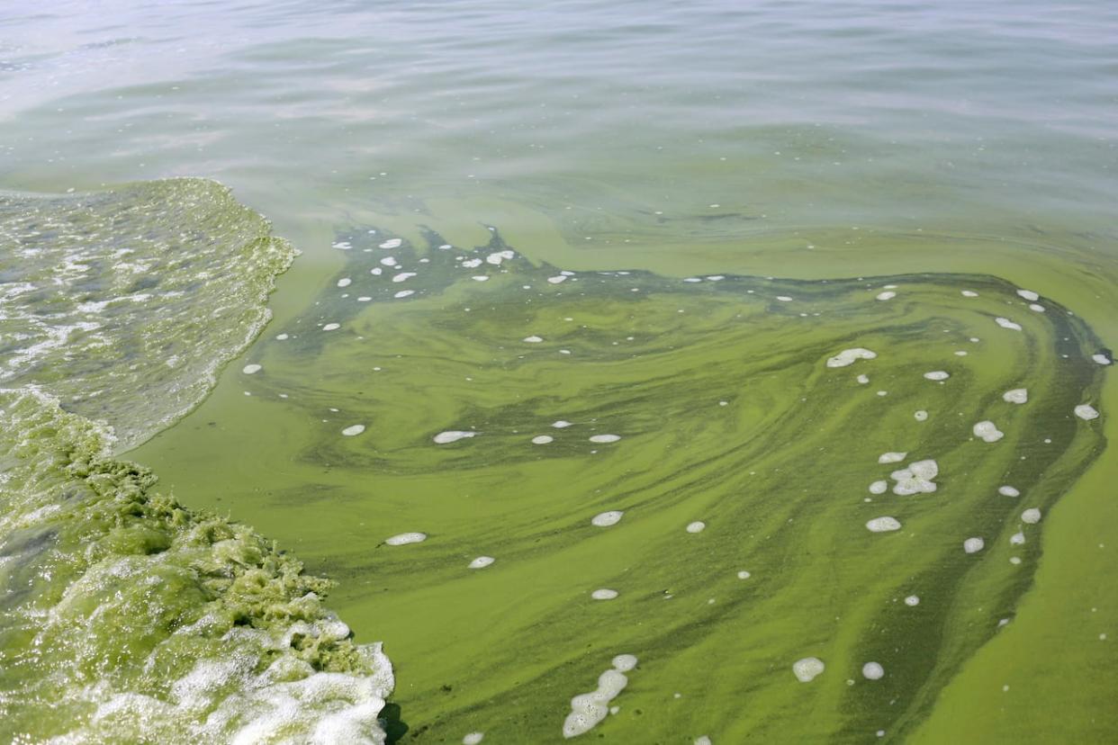 A portion of an algae bloom is shown in Lake Erie in the summer of 2014. (Haraz N. Ghanbari/Associated Press - image credit)