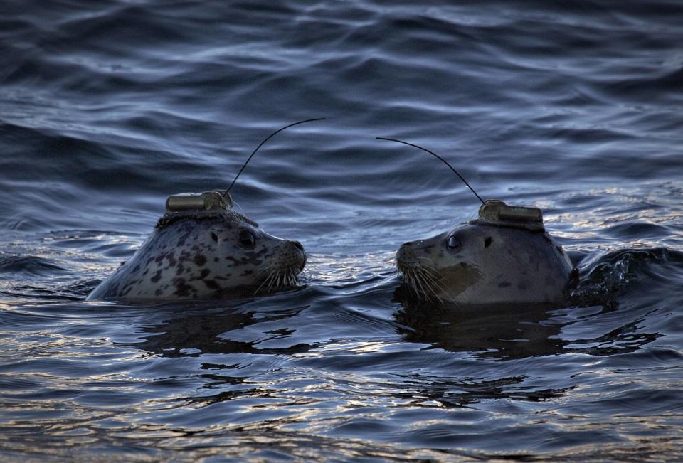 A pair of harbour seals wearing satellite linked transmitters face each after being released into the waters of Howe Sound in Porteau Cove