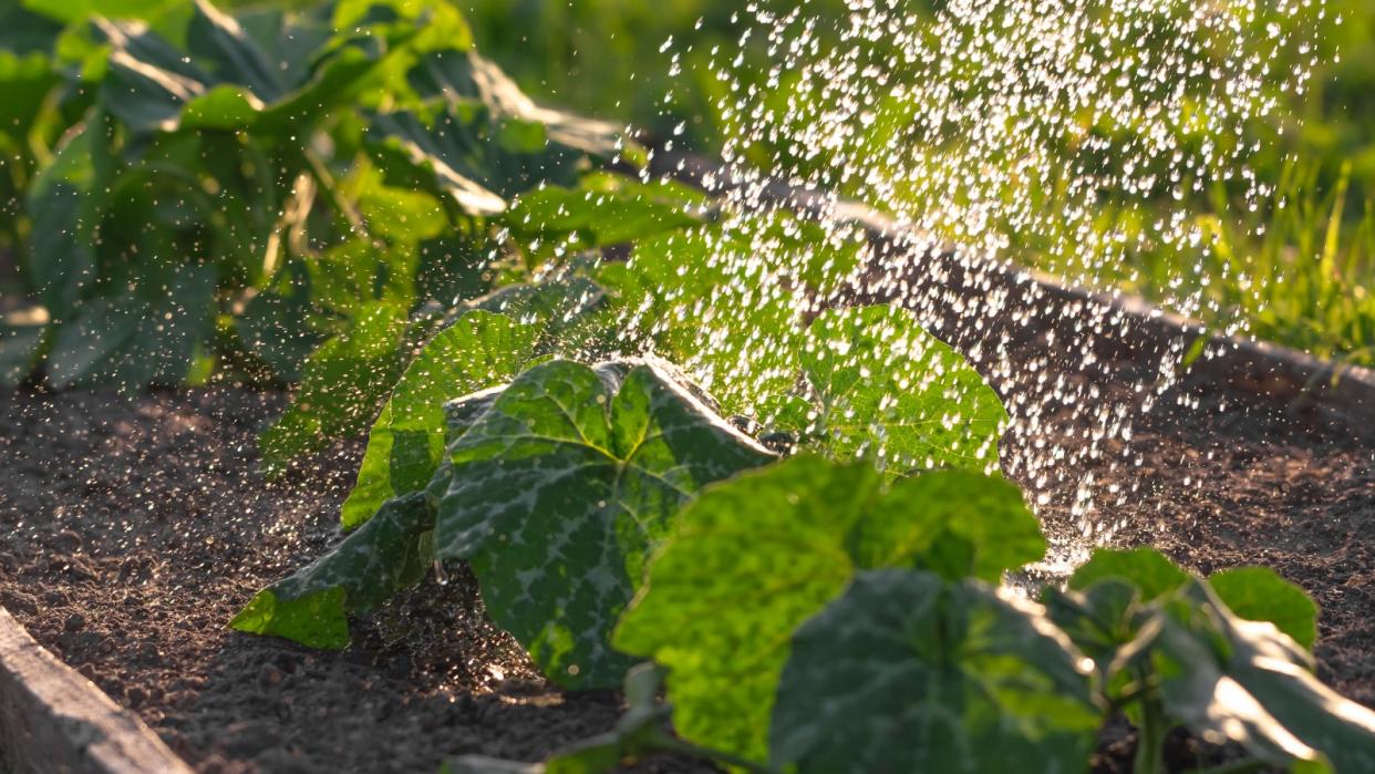  Watering vegetable plants 