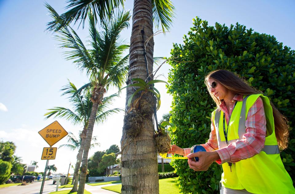 Marisa Magrino, owner of Environmental Consulting Services Group, measures the diameter of a coconut palm on Cortez Road in West Palm Beach on Oct. 6, 2021. The city conducted a survey of trees in city right of ways, including detailed information on each tree, such as type and condition, diameter, height, and canopy spread.