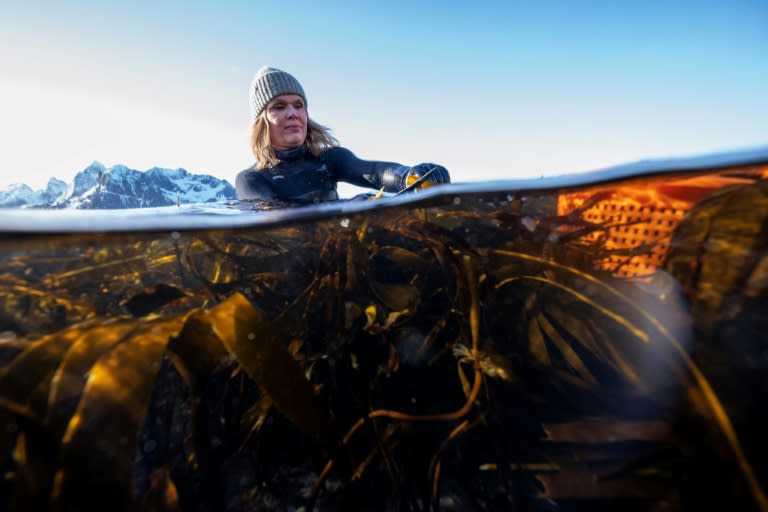 Angelita Eriksen ramasse des algues dans les eaux froides à Vareid, dans les îles Lofoten, en Norvège, le 4 mars 2024 (Olivier MORIN)