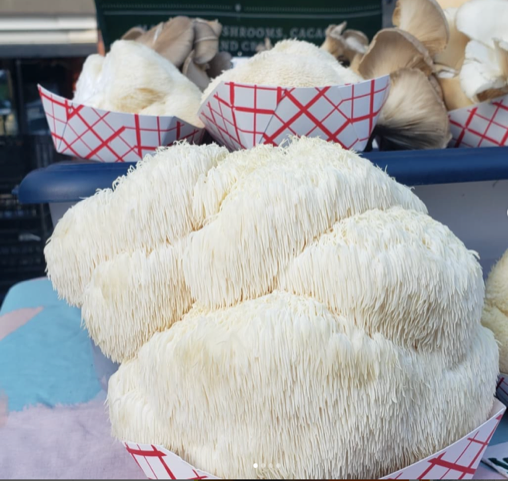 Lion’s Mane (a large white, shaggy mushroom that resembles a lion’s mane as they grow).