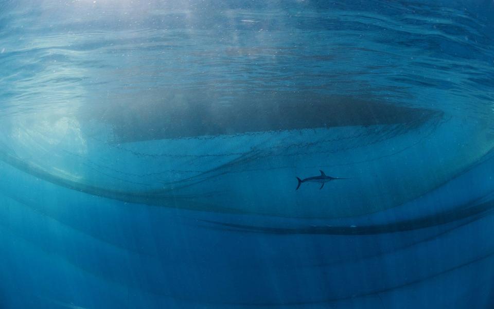 A swordfish swims through the ocean.