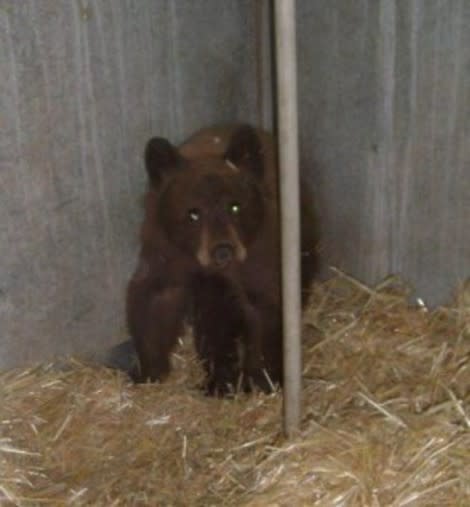 An orphaned bear cub has been transferred to a zoo after entering a home and eating the homeowners' chocolate cake.