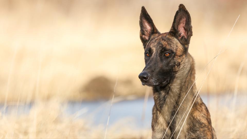 Dutch shepherd dog