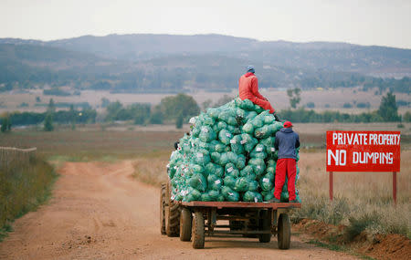 FILE PHOTO: Farm workers harvest cabbages at a farm in Eikenhof, near Johannesburg, South Africa May 21, 2018. REUTERS/Siphiwe Sibeko/File Photo