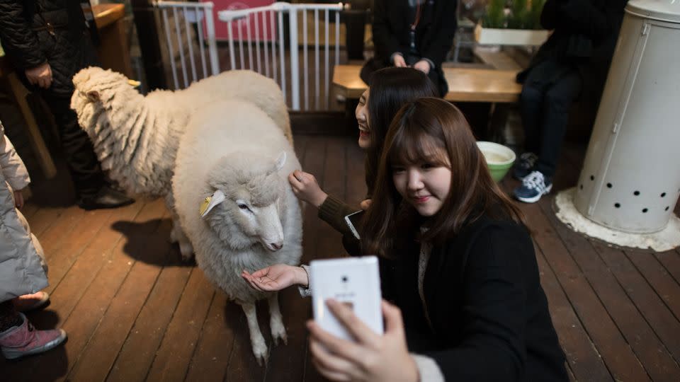 A woman takes a selfie with a sheep at a cafe in Seoul, South Korea on February 17, 2015. - Ed Jones/AFP/Getty Images