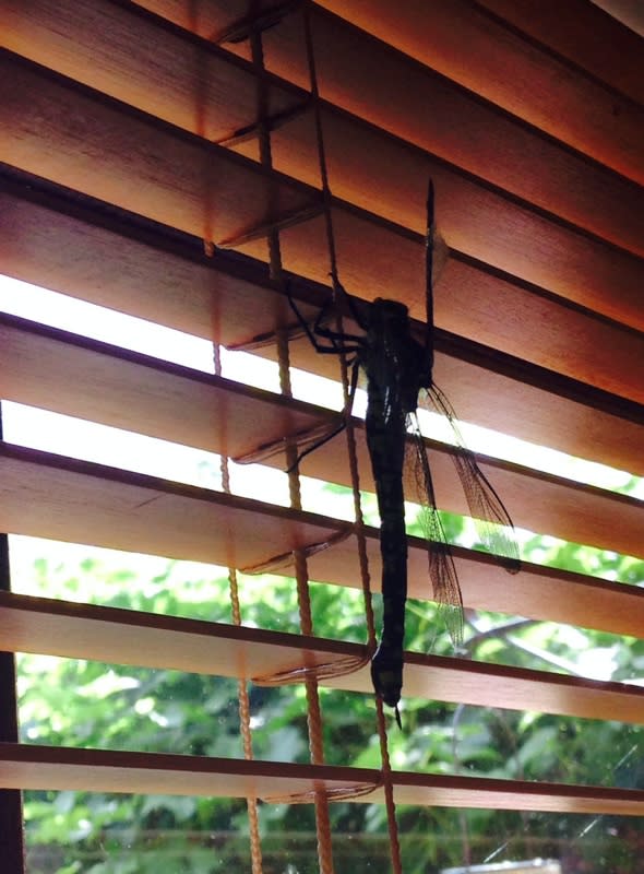 8-inch dragonfly found in Buckinghamshire