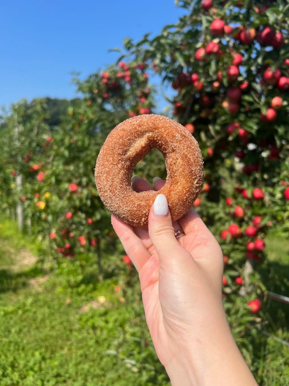 Phantom Farms in Cumberland has introduced apple cider doughnuts to the menu for fall.