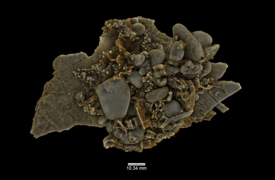 The 3D model shows gastroliths, also known as stomach stones, that were found in Eric’s gut.