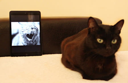 cat and ipad