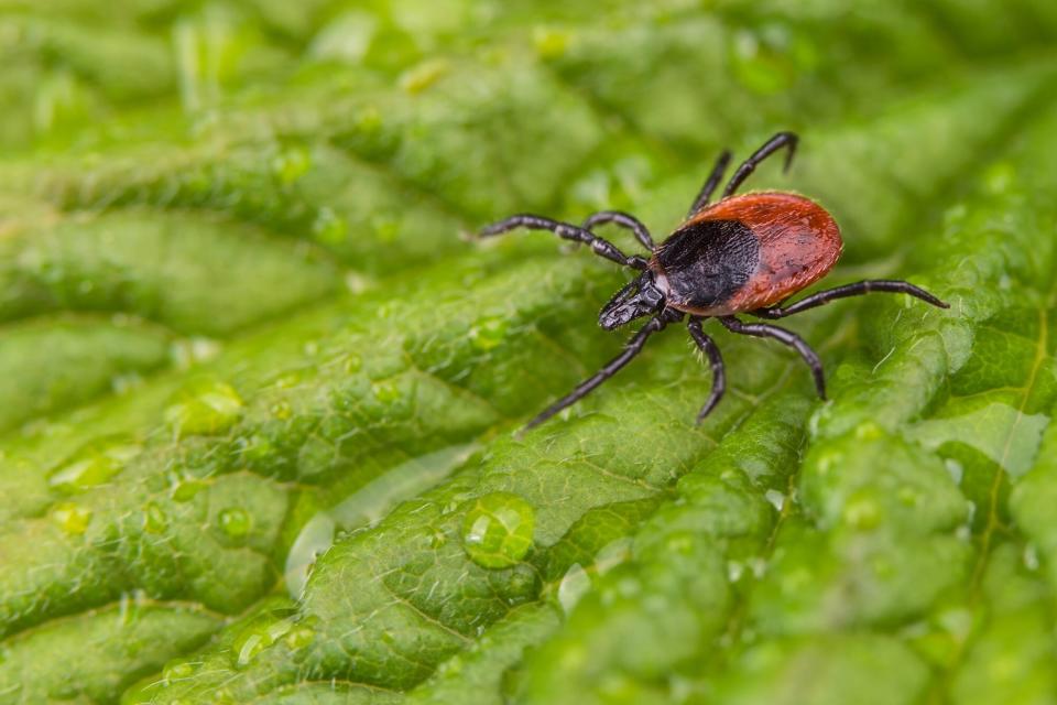 Deer Tick on leaf