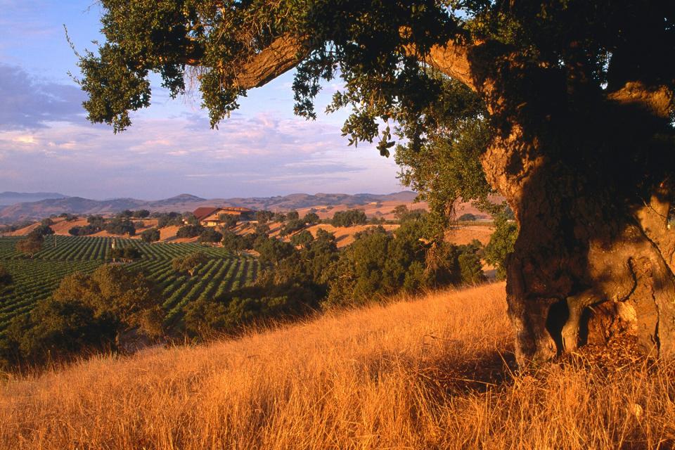 Overhead of Firestone Vineyard in background, Santa Ynez Valley, California, United States of America, North America