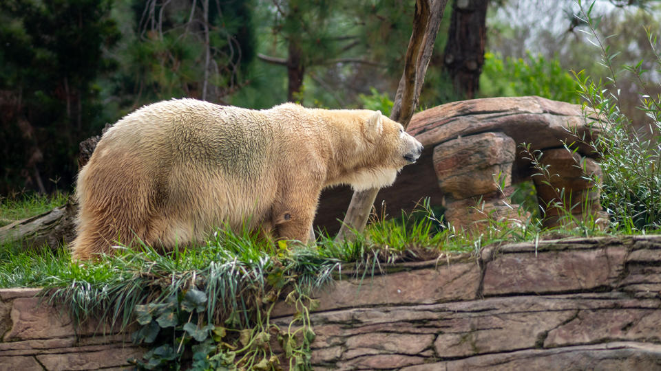 Profile shot of a Pizzly bear in greenery