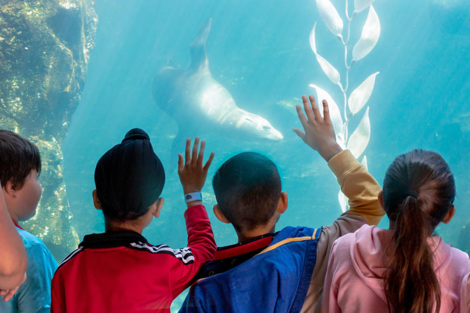 Underwater view at Sea Lion Cove at the Fresno Chaffee Zoo