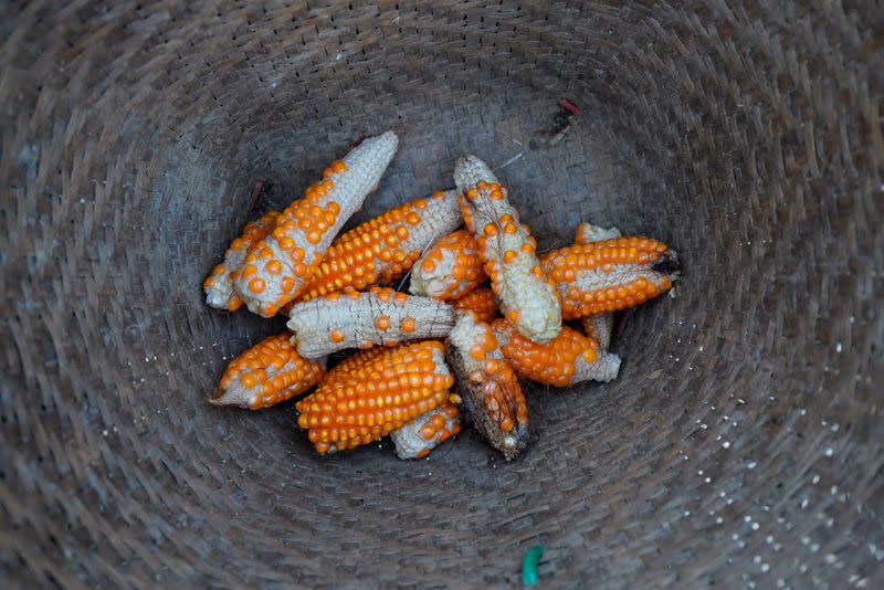 Stunted corn are pictured inside a rattan basket in a cornfield at Nuodong village of Menghai county