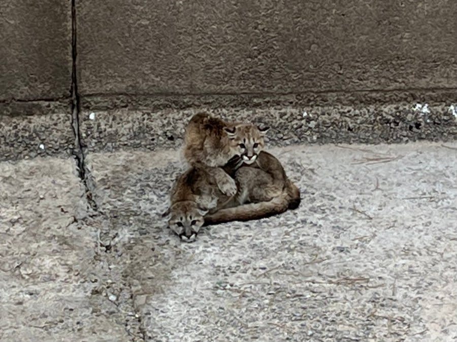 The spillway was too tall for the yearling mountain lions to escape.