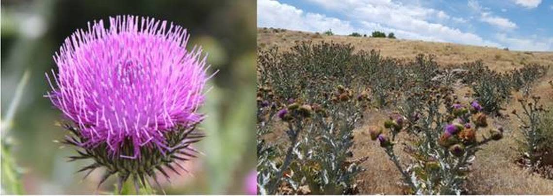 Spotted Thistle