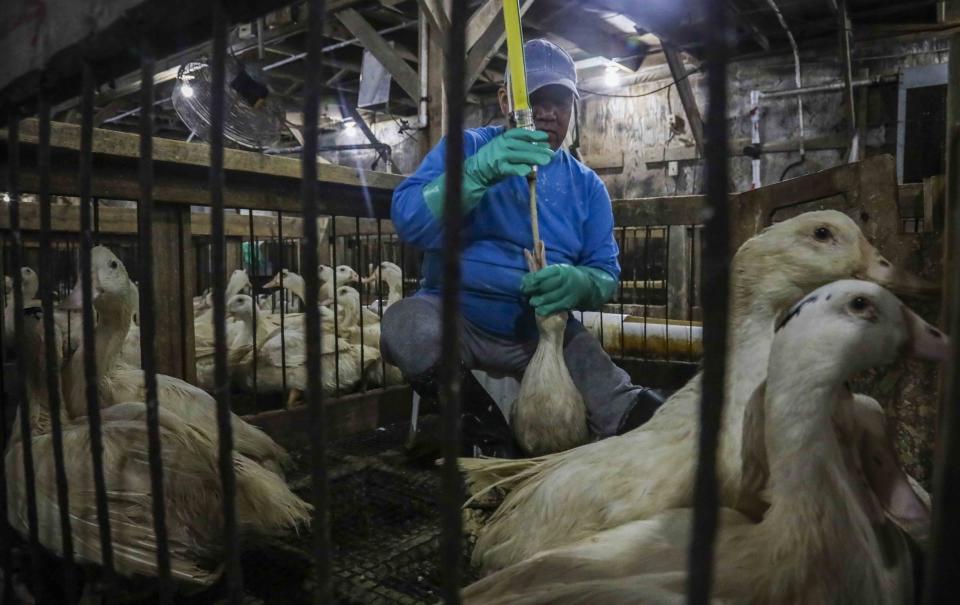CORRECTS TO HUDSON VALLEY FOIE GRAS INSTEAD OF HIDDEN VALLEY FOIE GRAS In this July 18, 2019 photo, Moulard ducks, a hybrid white farm Peking duck and a South American Muscovy duck, are caged and force-fed at Hudson Valley Foie Gras duck farm in Ferndale, N.Y., to fatten their livers to produce foie gras. A New York City proposal to ban the sale of foie gras, the fattened liver of a duck or goose, has the backing of animal welfare advocates, but could mean trouble for farms outside the city that are the premier U.S. producers of the French delicacy. (AP Photo/Bebeto Matthews)