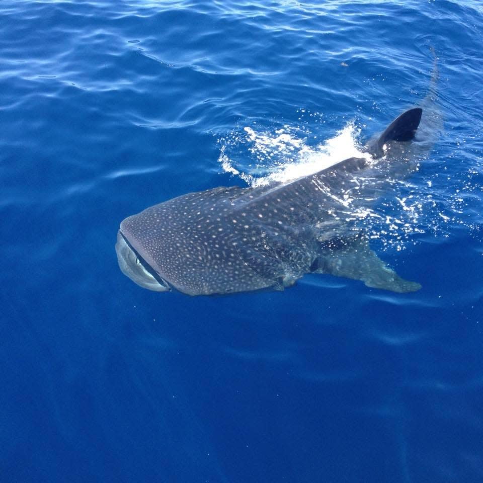 Flower Garden Banks National Marine Sanctuary, Texas, located about 100 nautical miles off the shore of Galveston, Texas, offers divers the chance to see nurse sharks,  manta rays, spotted eagle rays,  barracudas and  parrotfish.