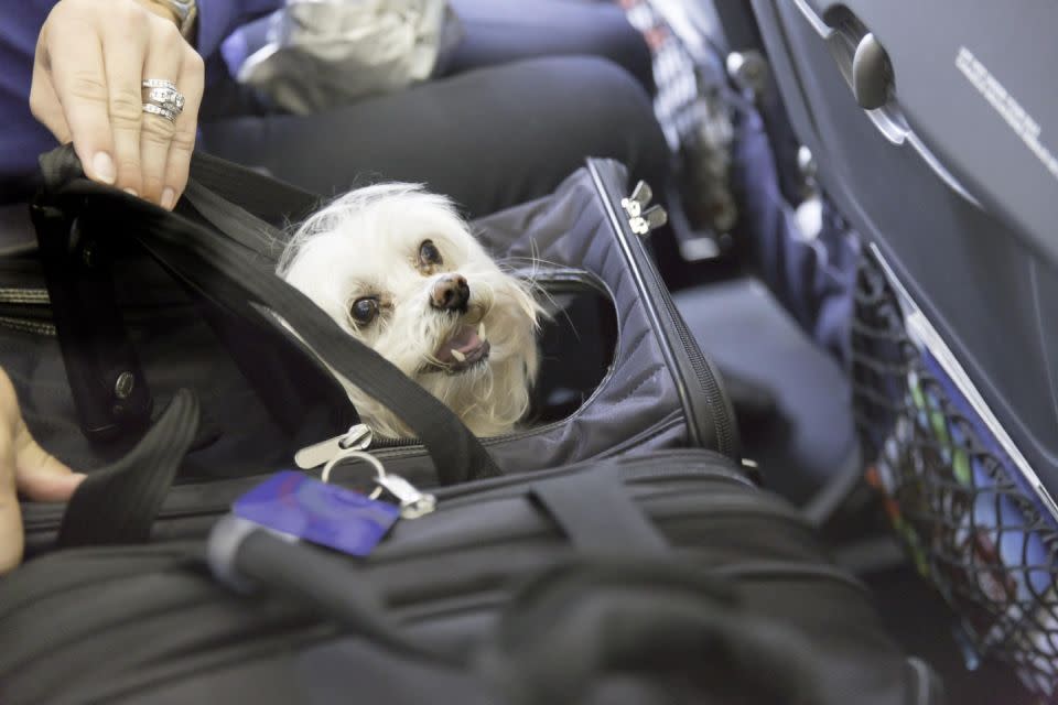 It's capped off a spate of incidents with the airlines mishandling dogs onboard. Photo:Getty