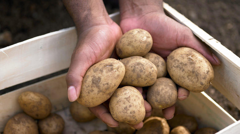 hands holding potatoes