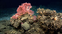 <p>This undated file photo released by the National Oceanic and Atmospheric Administration made during the Northeast U.S. Canyons Expedition 2013, shows corals on Mytilus Seamount off the coast of New England in the North Atlantic Ocean. (Photo: NOAA Okeanos Explorer Program/2013 Northeast U.S. Canyons Expedition) </p>