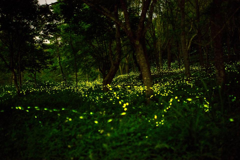 季節來臨時純淨的山林都能看到螢火蟲身影（圖片來源：Getty Creative）