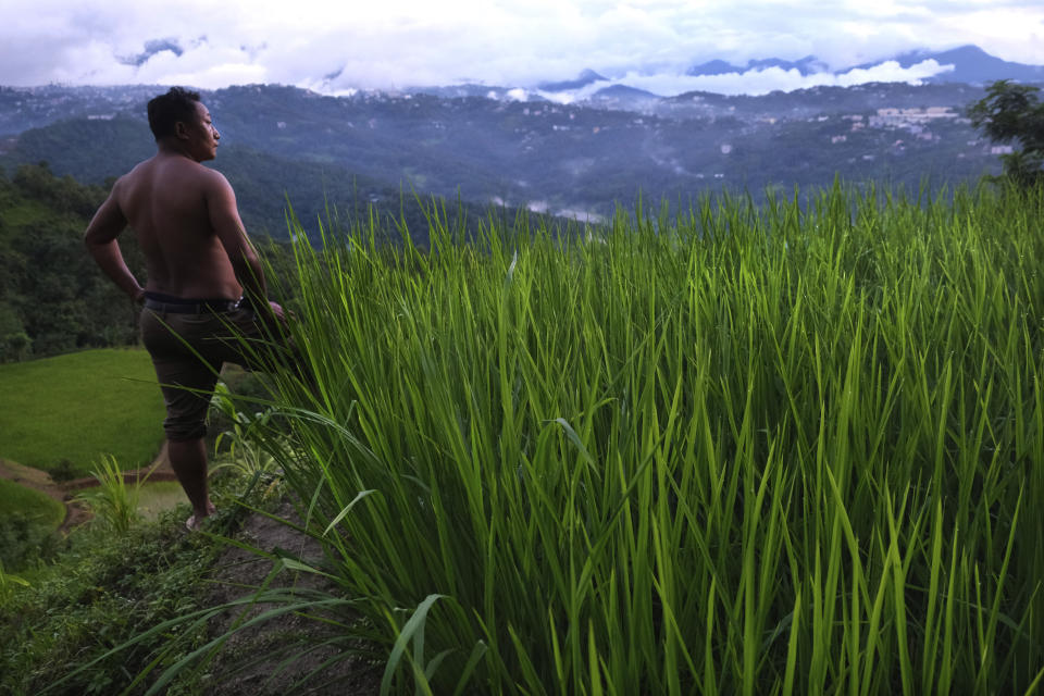 An Angami Naga man stands by a field growing "Rosolha," or ration rice, that was first provided by the British as ration after they bombed and burnt Kohima village during World War II in 1944, on the outskirts of Kohima village, in the northeastern Indian state of Nagaland, Tuesday, Aug. 18, 2020. Between April and June 1944, Japanese and British Commonwealth forces fought across Kohima and the villages around it in a battle that has been chosen as Britain's greatest battle by the National Army Museum, beating Waterloo and Normandy. 'Rosolha' was planted by Kohima villagers as they had no seeds even to grow after their village was flattened out. (AP Photo/Yirmiyan Arthur)