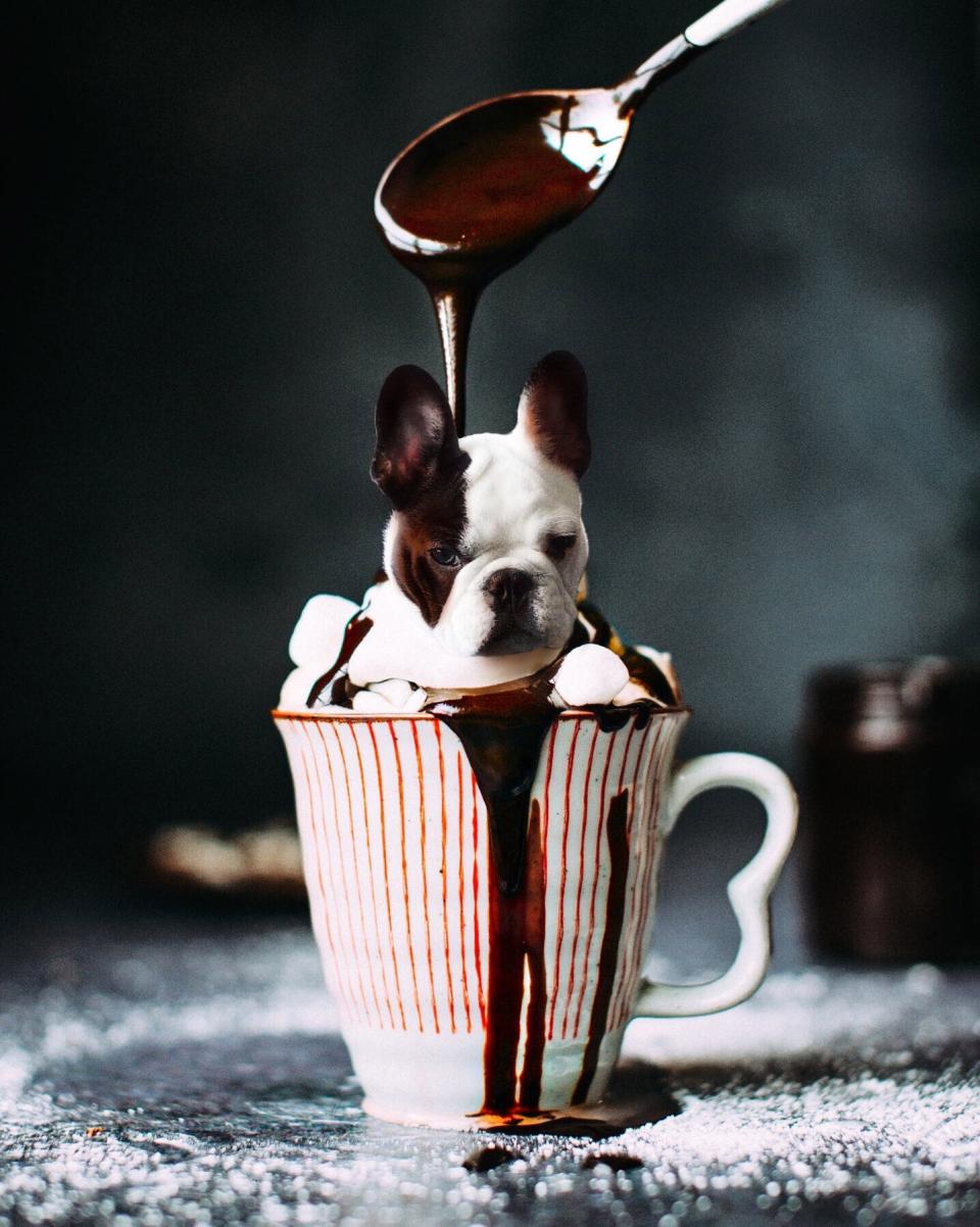 dogs in food ice cream