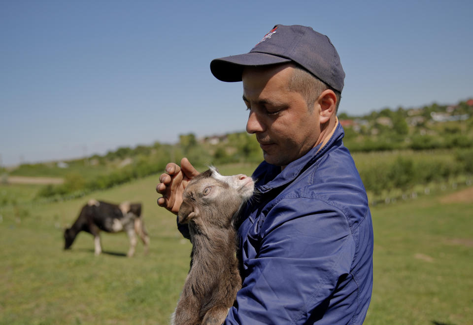 In this picture taken Tuesday, May 21, 2019, Radu Canepa, a local farmer, pets Cristi, a baby goat, in Luncavita, Romania. After working for six years in Italy, Radu Canepa, 34, came back to Romania and started a small farm with 30,000 euros ($33,420) in EU funding, buying some land and five cows. (AP Photo/Vadim Ghirda)