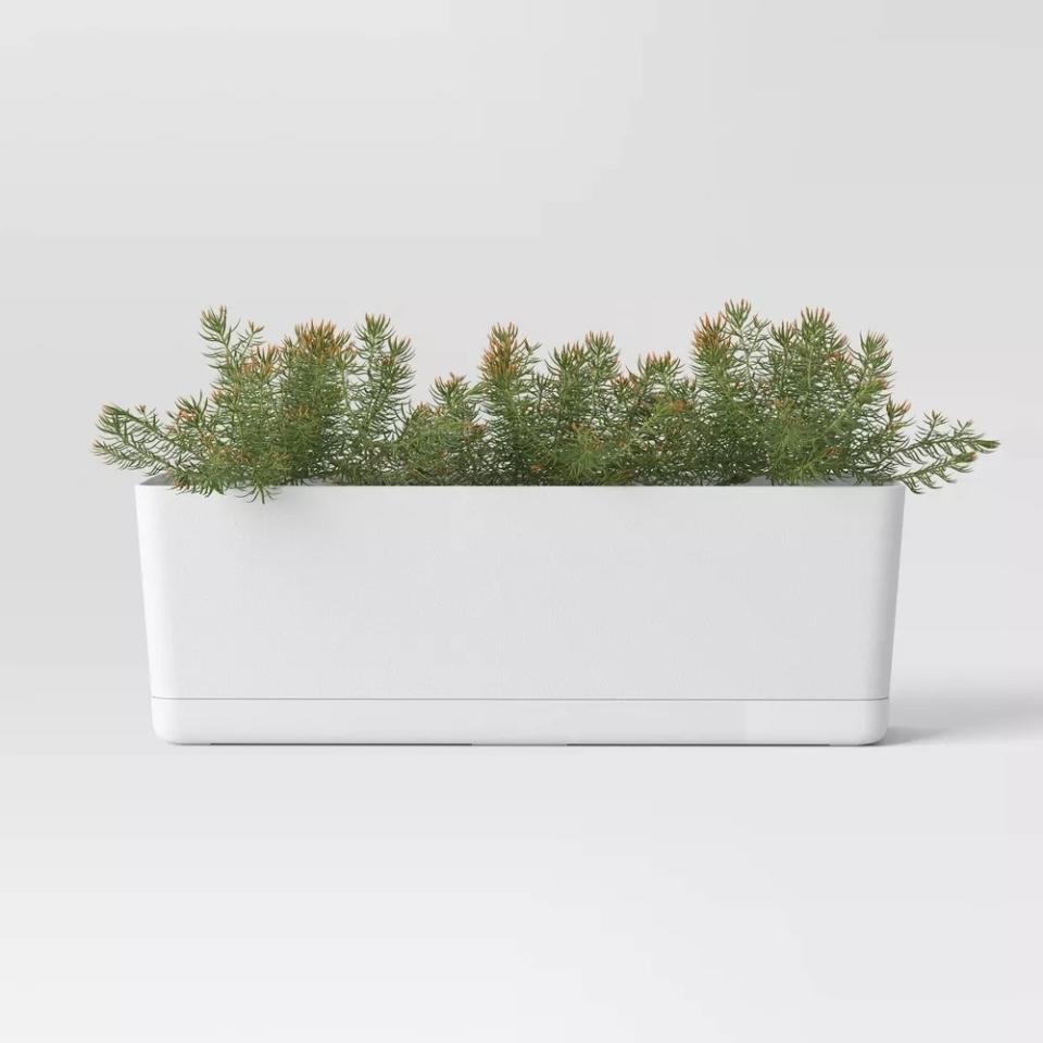 A potted evergreen plant in a simple rectangular white planter, ideal for home decor or a gift