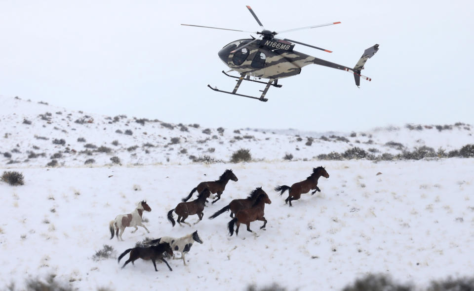 Wild horses are herded into corrals by a helicopter during a BLM round-up outside Milford, Utah in January 2017. (Photo: Jim Urquhart / Reuters)
