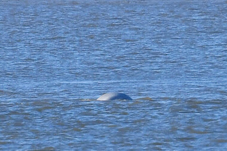 A beluga whale breeches on the River Thames near Gravesend east of London, Britain, September 25, 2018. REUTERS/Toby Melville