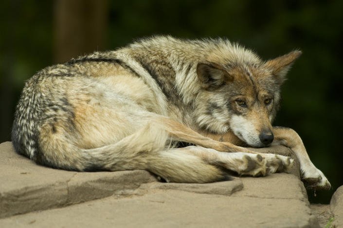 A critically endangered Mexican Gray Wolf