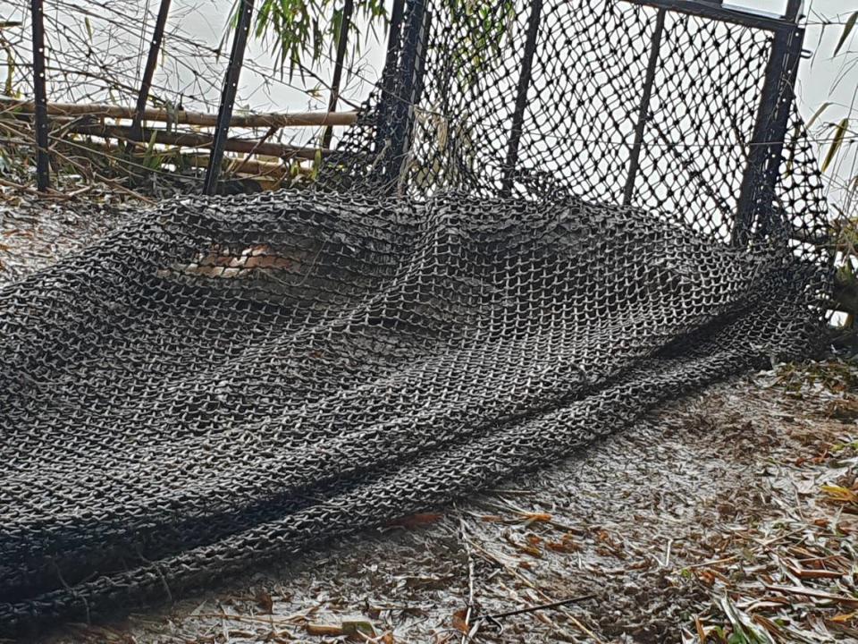 The 14-foot-long crocodile snapped its jaws while caught in the trap. Photo from the Queensland Department of Environment, Science and Innovation