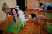 A goat climbs on instructor Janine Bibeau, from Peace, Love and Applesauce, during a yoga class with eight students and five goats at Jenness Farm in Nottingham, New Hampshire, U.S., May 18, 2017. Picture taken May 18, 2017. REUTERS/Brian Snyder