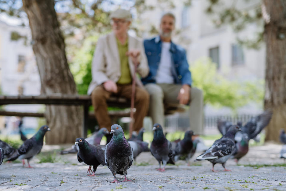 Two elderly people sit on a bench in a park, surrounded by pigeons on the ground