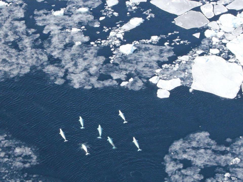 A pod of beluga whales in their natural habitat, West Greenland (PNAS)