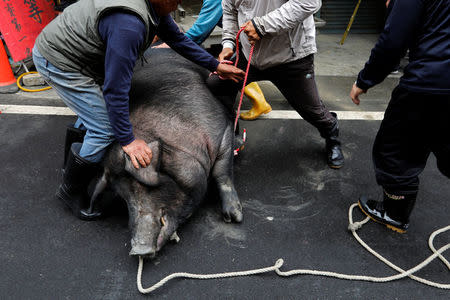 Worshippers tie-up a fattened pig which weighs 844 KG (1,861 lb) and is winner of the "holy pig" contest, before a sacrificial ceremony at Sanxia district, in New Taipei City, Taiwan February 1, 2017. REUTERS/Tyrone Siu