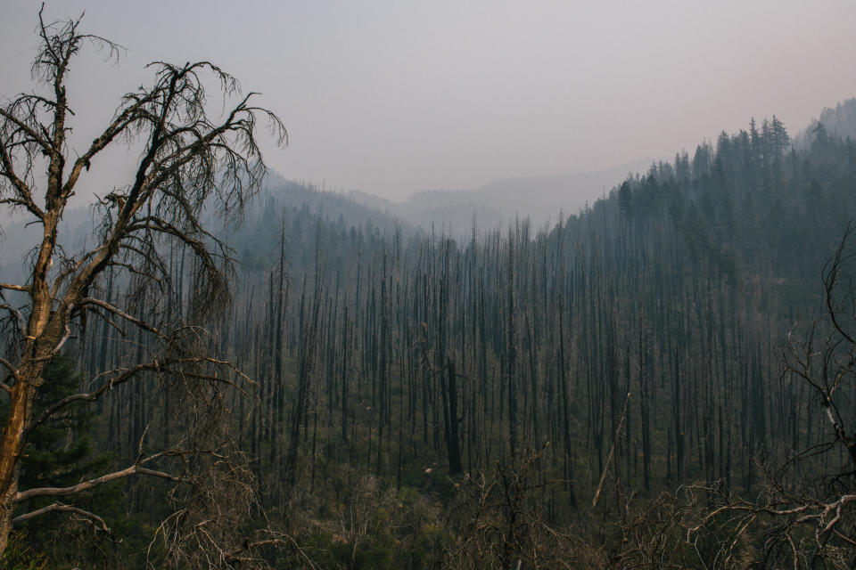 An area previously burned by a high-intensity wildfire in the Klamath National Forest. (Alexandra Hootnick for Yahoo News)